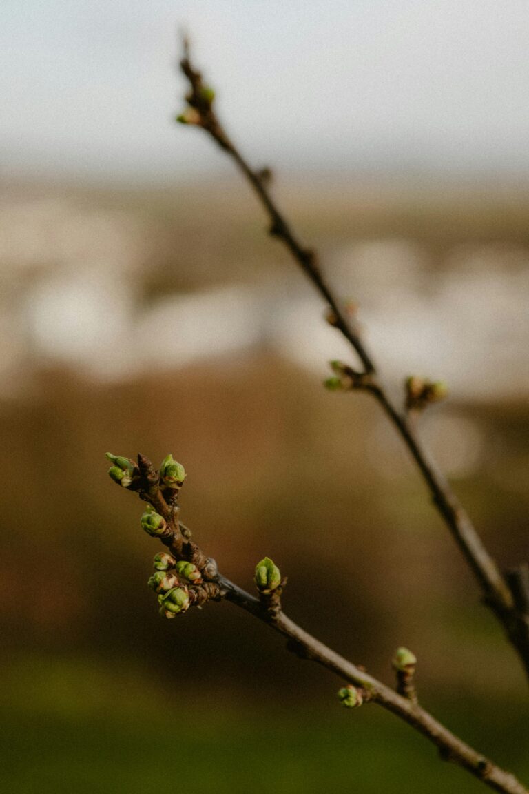 A budding tree branch with green shoots signifies the onset of spring outdoors.
